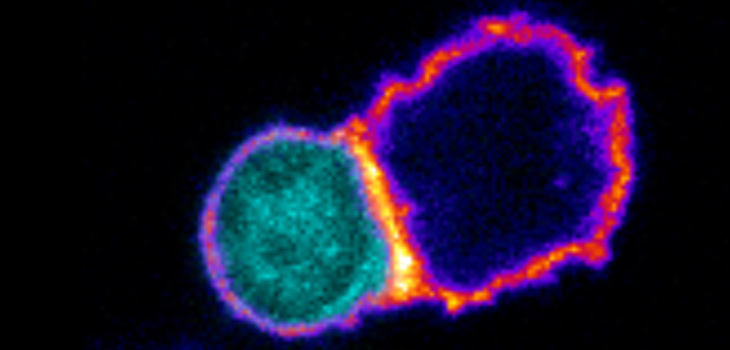 Formación de una sinapsis inmune (activación de linfocito T CD8+ por parte de un linfocito T CD4+P, que ha capturado bacterias que expresan un antígeno reconocido por el T CD8+). / CNB-CSIC