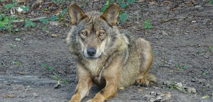 El estudio demuestra que hasta un 25% de los lobos no vive en manada. / (CSIC)