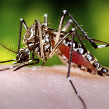 Científicos del CSIC desarrollan una nueva vacuna contra el virus del Zika