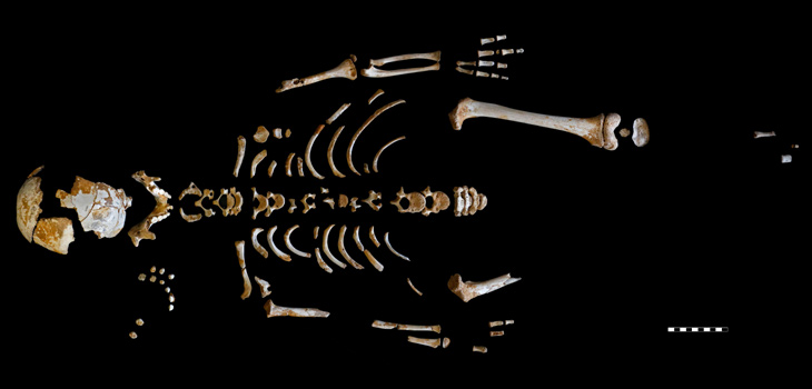 Esqueleto del niño neandertal recuperado en la Cueva de El Sidrón. / Grupo de Paleoantropología MNCN-CSIC