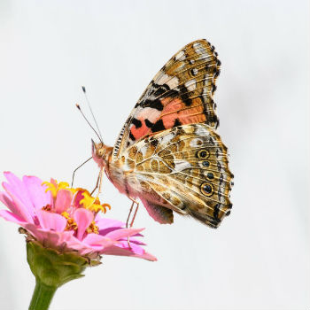 Un ejemplar de cardera libando de una flor (fotografía de perfil) / Vlad Dinca