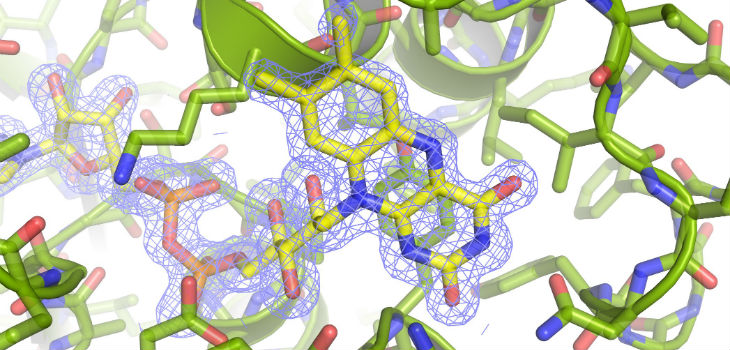 La proteína descrita, a resolución atómica. La densidad electrónica del cofactor de flavina (FAD) se muestra con una malla de color azul./ CSIC