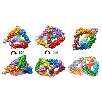 Caracterización estructural de jaulas proteicas de ‘origami’ utilizando microscopía electrónica. / Roberto Melero (CSIC)
