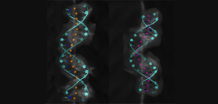 Recreación de dos moléculas de ADN. La de la derecha muestra una mayor sinuosidad. / CNB