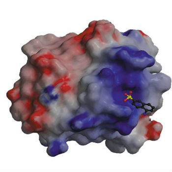 Molécula de etamsilato en el sitio de unión al ligando FGF. /CSIC