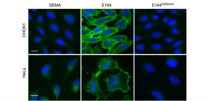 Las células indicadas se incubaron a 4 ° C durante 30 minutos con las proteínas recombinantes E194 y E194GAGmut etiquetadas con V5, y luego se lavaron exhaustivamente. Las proteínas se detectaron por inmunofluorescencia con un anticuerpo monoclonal anti-V5 y los núcleos celulares se tiñeron con DAPI. La proteína viral no relacionada SEMA se usó como control negativo. / Bruno Hernáez, et al. 2018. DOI: 10.1038/s41467-018-07772-z (CC BY 4.0)