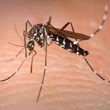 Aedes albopictus. / microbiologybytes (FLICKR)