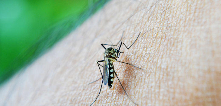 En pruebas un test de saliva que identifica a los portadores de malaria