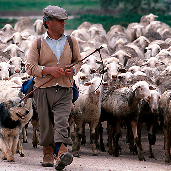Las tecnologías del futuro irrumpen en la cultura ancestral del pastoreo