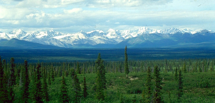 Taiga o bosque boreal, Denali Highway, Alaska. / L.B. Brubaker (WIKIMEDIA)
