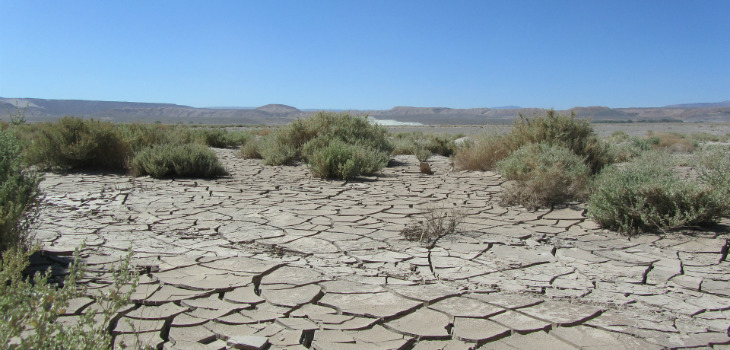 El desierto chileno, de más 100.000 km2 de extensión, recibe una precipitación media anual de 20mm de agua, lo que provoca un espectacular florecimiento en sus márgenes. / Backpackerin (PIXABAY)