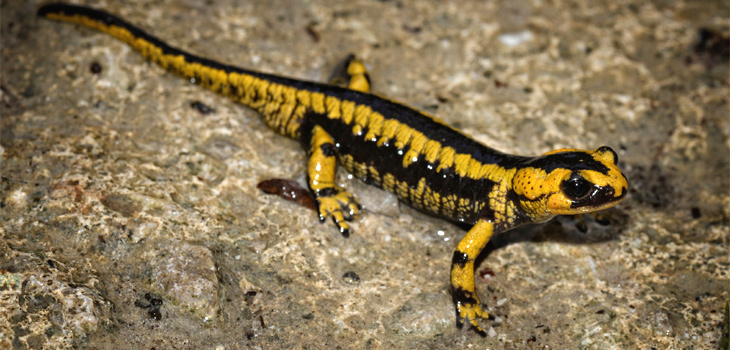 Salamandra salamandra bernardezi. / Alexandre Roux (FLICKR)