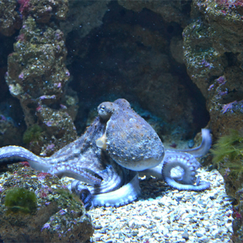 Los pulpos, los calamares o las jibias, descendientes de moluscos que perdieron sus conchas, son una muestra de que la evolución puede favorecer la aparición de cerebros en circunstancias muy diferentes y animales completamente distintos. / glocosala (PIXABAY)