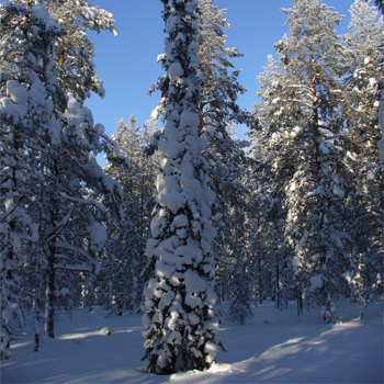 Bosque boreal cubierto de nieve. / A. Siliis (ESA)