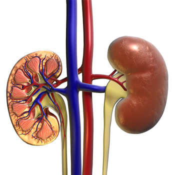 Estructura del riñón. /  www.medicalgraphics.de