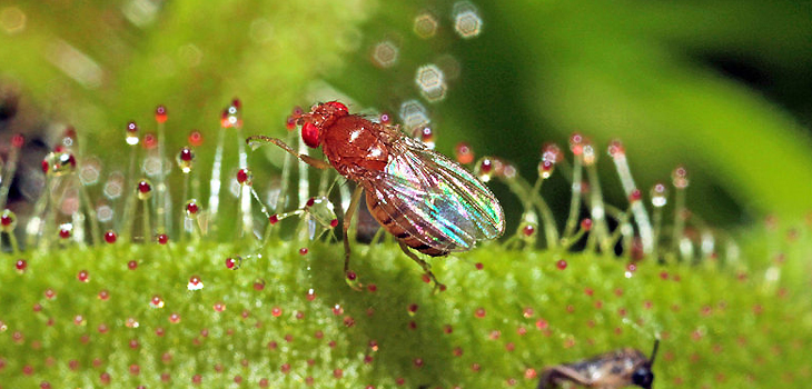 La mosca Drosophila revela nuevas claves en el crecimiento de extremidades
