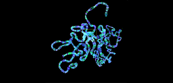  Cromosomas politénicos de Drosophila. En amarillo, el cromocentro, región donde se acumula la heterocromatina. / Jordi Bernués (IRB Barcelona) 