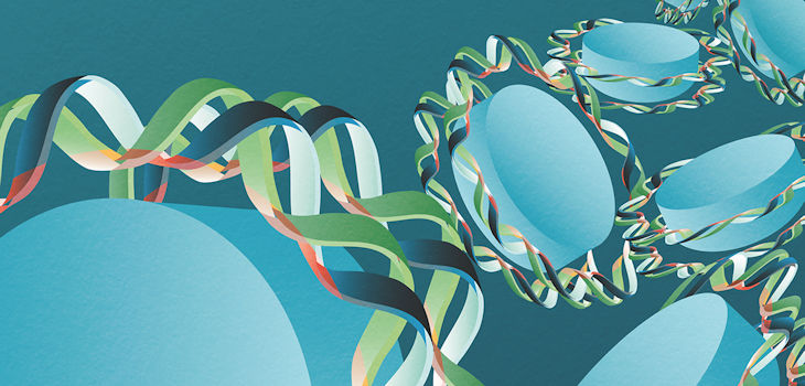 La molécula de ADN, formada por una doble hélice, rodea dos veces las histonas formando los nucleosomas. Las zonas rosadas son las que están enriquecidas por pares de bases de Adenina/Timina. / Autora: Iris Joval Granollers