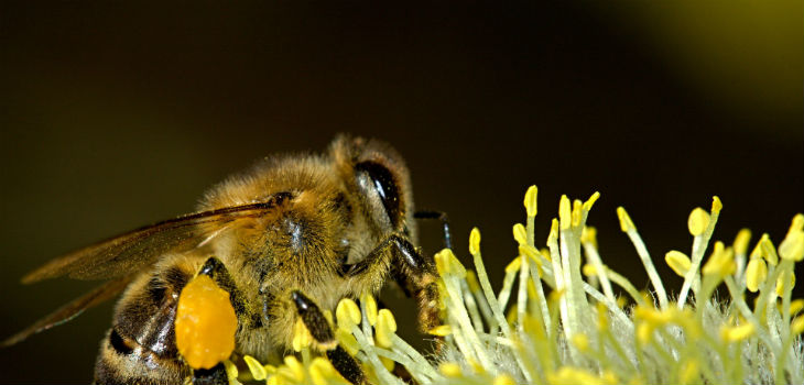 Las abejas pueden contar objetos con solo cuatro neuronas.