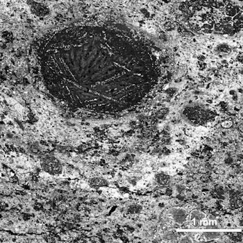 Primera evidencia encontrada de un flujo de agua en un asteroide, perteneciente a la condrita carbonácea Meteorite Hills 01070. / Josep M. Trigo (CSIC/IEEC)