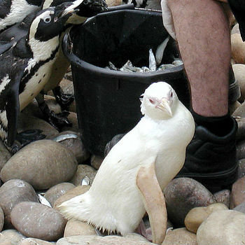 Pingüino (Spheniscus demersus) albino. / Adrian Pingstone (WIKIMEDIA)