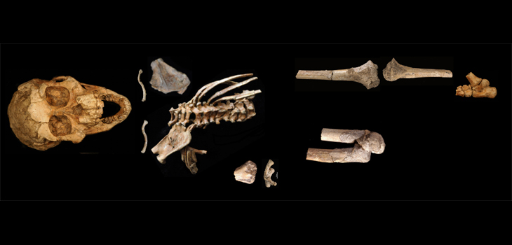 Esqueleto completo de 'Selam', un fósil de Australopithecus afarensis de 3.3 millones de años descubierto por Prof. Zeray Alemseged en 2000. / Zeray Alemseged (Universidad de Chicago)