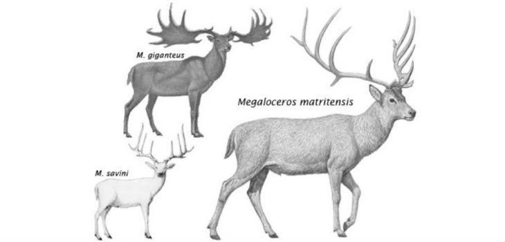 Describen al ciervo que pobló el valle del río Manzanares durante el Pleistoceno. / MNCN