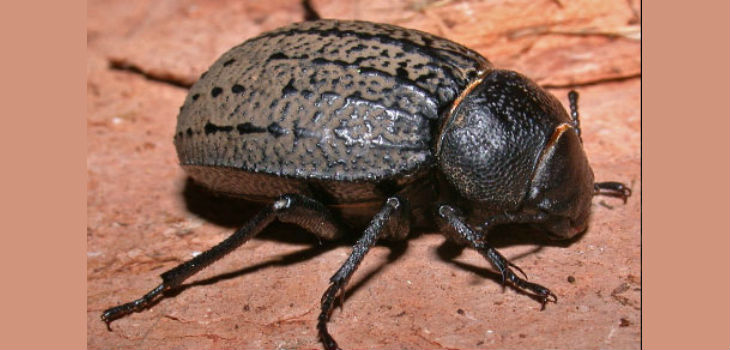 Los cambios geológicos de la cuenca mediterránea determinaron la evolución de los escarabajos del género Pimelia
