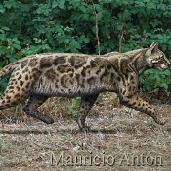 Recreación de Leptofelis vallesiensis, un felino esbelto que vivió en la península ibérica hace alrededor de 9,5 millones de años. / Mauricio Antón (MNCN)