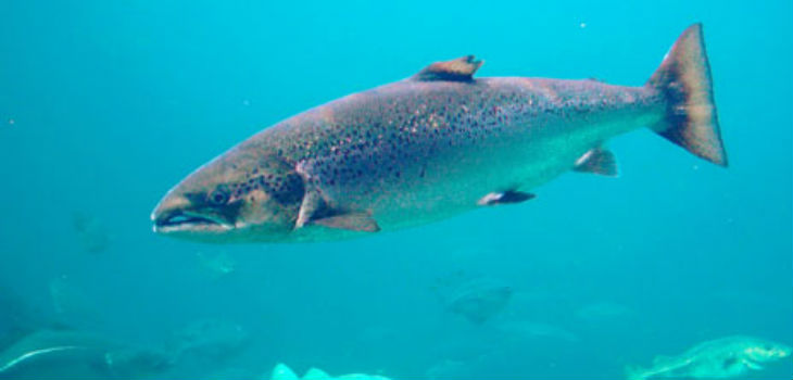Proponen la creación de santuarios naturales para proteger al salmón atlántico