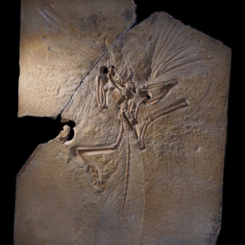 Archaeopteryx, una especie extinta de aves del Jurásico Superior. / fill (PIXABAY)