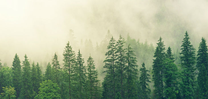 Los bosques tropicales aumentan la capacidad de secuestrar carbono de la Tierra