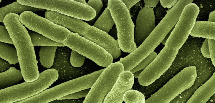 Escherichia coli. / Image by geralt on Pixabay