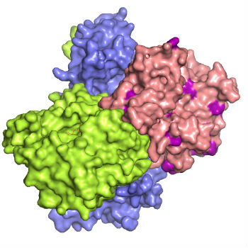 Estructura del complejo LKB1 (rosa) - STRAD (verde) - MO25 (azul). El cáncer que causa las mutaciones presentes en la superficie de LKB1 es de color púrpura. / Elton Zeqiraj (WIKIMEDIA - CC BY-SA 3.0)