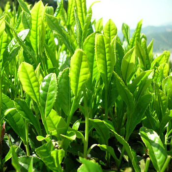Hojas de té verde. / たね (WIKIMEDIA)