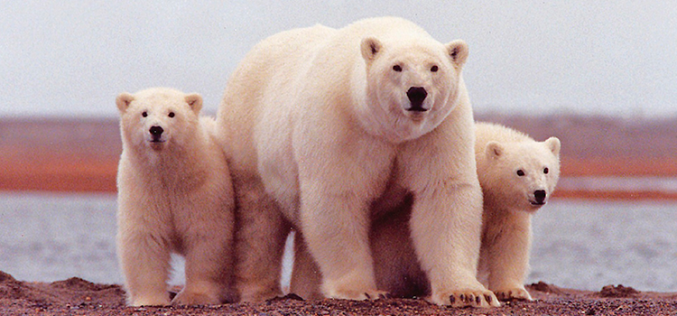 Una población de osos polares descubierta en Groenlandia, genéticamente  aislada, no necesita el hielo marino para sobrevivir