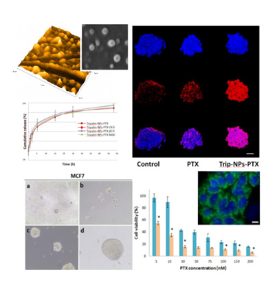 Imágenes obtenidas del trabajo publicado en la que se observa las nanopartículas utilizadas (superior derecha) y el efecto sobre los esferoides multicelulares (superior izquierda) y sobre las células madre derivadas de cáncer de mama (inferior)