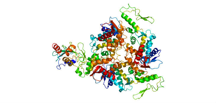 Estructura de la proteína UBE3A. / Emw (WIKIMEDIA)