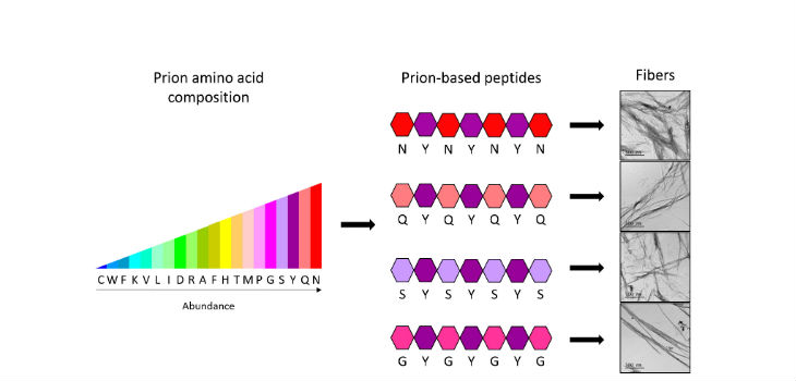 Los investigadores han demostrado que sólo con cuatro tipos de aminoácidos diferentes (N, Q, S o G) y combinados siempre con un mismo quinto tipo (Y), es suficiente para tener el código completo que permite formar fibras priónicas sintéticas. / IBB-UAB 