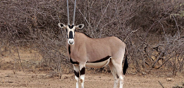 Hembra común beisa oryx (Oryx beisa beisa), Parque Nacional Awash, Etiopía. / Charles J Sharp. Sharp Photography, sharpphotography.co.uk (WIKIMEDIA - CC BY-SA 4.0)