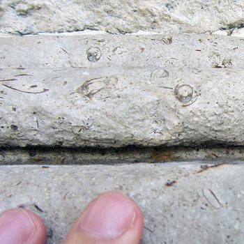 En la piedra de la fuente de Apolo (en la imagen) y las cuatro fuentes situadas frente al Museo del Prado se observan fácilmente los fósiles de Trochactaeon lamarcki, una especie de gasterópodo que vivió hace unos 85 millones de años. / D.M. Freire-Lista /IGEO