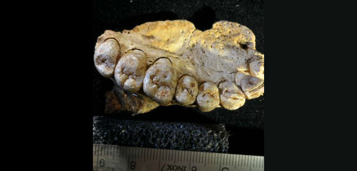 Imagen 3D del maxilar de Homo sapiens encontrado en la Cueva de Misliya (Israel)/ Israel Hershkovitz et al