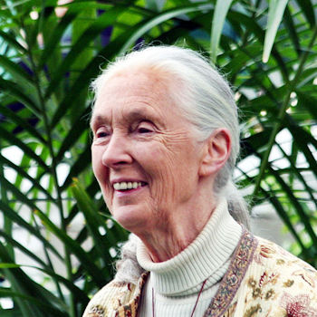 La Dra. Jane Goodall en el Gran Mariscal del Torneo de Rosas, 2012. / Floatjon (CC BY-SA 3.0, WIKIMEDIA)