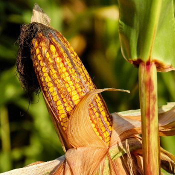 Los residuos que genera el maíz se suelen tirar o quemar en la mayoría de los casos, pero ahora podrían tener una nueva salida más que provechosa. / Couleur (PIXABAY)