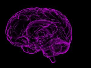 Un nuevo atlas de los núcleos del tálamo para conocer mejor el cerebro