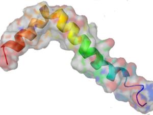 Estructura transmembrana de la proteína β-amiloide. / Boku wa Kage (WIKIMEDIA)