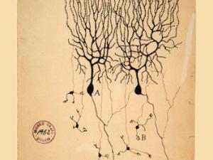 Dibujo de células de Purkinje (A) y células granulares (B) de paloma cerebelo por Santiago Ramón y Cajal, 1899; Instituto Cajal, Madrid, España. / WIKIMEDIA