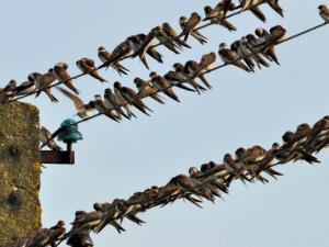 Las aves frugívoras ayudan a dispersar las semillas de la fruta lejos del árbol y de los depredadores de semillas. / detapo (PIXABAY)