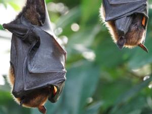 Hallan una nueva especie de murciélago desconocida en Europa