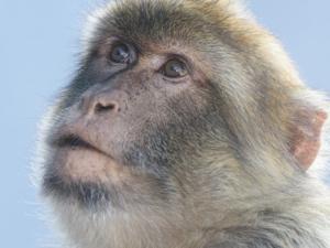 ape_chimp_Face_fur_Looking_mamm